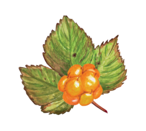 Cloudberry drawing
