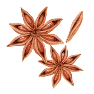 Star Anise drawing